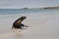 Plage de la bahia Gardner sur l'île de Espaà±ola Otarie de Californie 
 Galapagos 
 Equateur 
 animal sauvage 
 Mammifère marin / Pinnipède / Otarie 
 Lion de mer de Californie (Zalophus californianus) 
 Pinnipède 
 Otarie 
 Parc National des Galapagos  